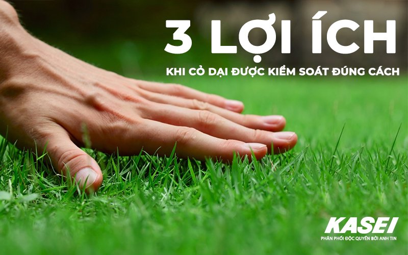 Top 3 lợi ích bất ngờ của cỏ dại trong nông nghiệp