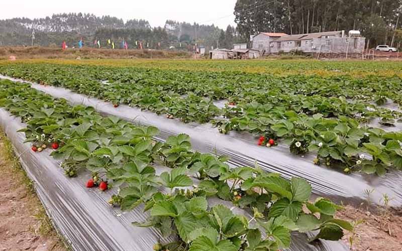 diệt cỏ bằng màn che nông nghiệp