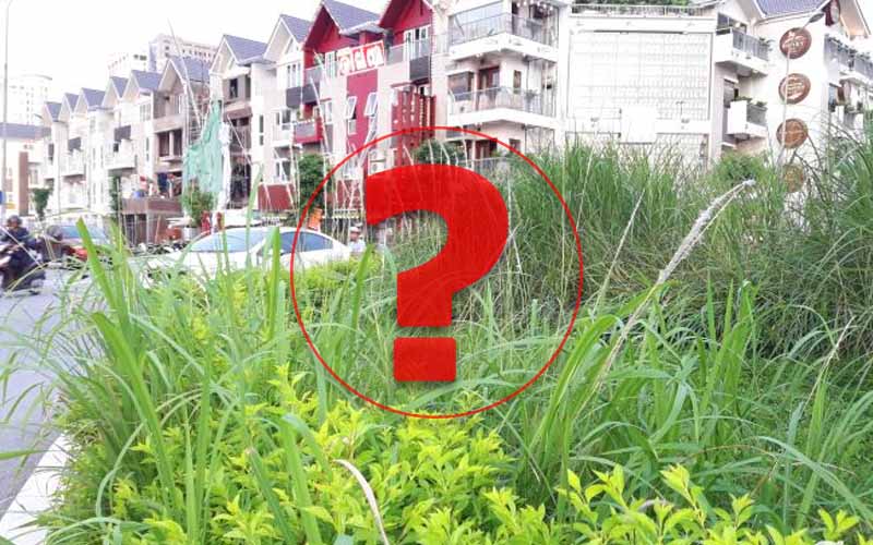 tại sao nên diệt cỏ dại